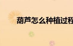 葫芦怎么种植过程（葫芦怎么种植）