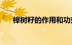 樟树籽的作用和功效及用法（樟树子）