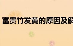 富贵竹发黄的原因及解决方法（富贵竹发黄）