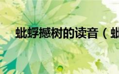 蚍蜉撼树的读音（蚍蜉撼树是什么意思）