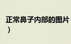 正常鼻子内部的图片（正常鼻腔内部高清图片）