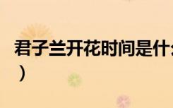 君子兰开花时间是什么季节（君子兰开花时间）
