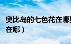 奥比岛的七色花在哪里寻找（奥比岛的七色花在哪）