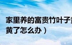 家里养的富贵竹叶子黄了怎么办（富贵竹叶子黄了怎么办）
