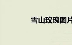 雪山玫瑰图片（雪山玫瑰）