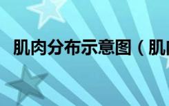 肌肉分布示意图（肌肉分布图及锻炼方法）