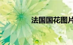 法国国花图片（法国国花）