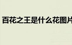 百花之王是什么花图片（百花之王是什么花）