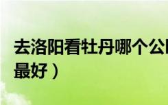 去洛阳看牡丹哪个公园好（洛阳牡丹哪个公园最好）