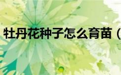 牡丹花种子怎么育苗（牡丹种植方法和时间）