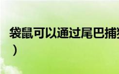 袋鼠可以通过尾巴捕猎吗（袋鼠可以通过尾巴）
