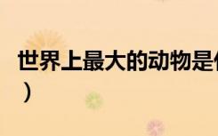 世界上最大的动物是什么（最大的动物是什么）