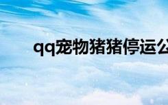 qq宠物猪猪停运公告（qq宠物猪猪）