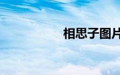 相思子图片（相思子）