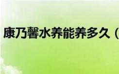 康乃馨水养能养多久（康乃馨花期多长时间）