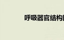 呼吸器官结构图（呼吸器官）