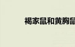 褐家鼠和黄胸鼠区别（褐家鼠）