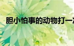 胆小怕事的动物打一准确生肖（胆小怕事）