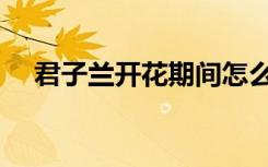 君子兰开花期间怎么浇水（君子兰开花）