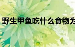 野生甲鱼吃什么食物为主（野生甲鱼吃什么）