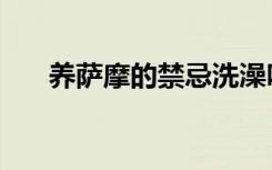 养萨摩的禁忌洗澡吗（养萨摩的禁忌）
