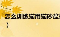 怎么训练猫用猫砂盆拉屎（怎么训练猫用猫砂）