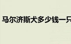 马尔济斯犬多少钱一只（马尔济斯犬多少钱）
