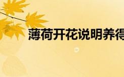 薄荷开花说明养得好吗（薄荷开花）
