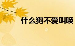 什么狗不爱叫唤（什么狗不爱叫）