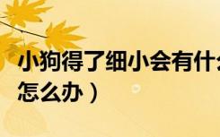 小狗得了细小会有什么状况（小狗得了细小病怎么办）