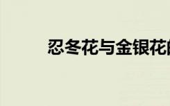 忍冬花与金银花的区别（忍冬花）