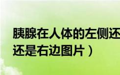 胰腺在人体的左侧还是右侧呢?（胰腺在左边还是右边图片）