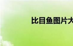 比目鱼图片大全（比目鱼）