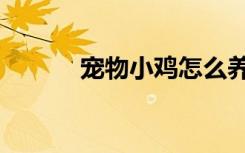 宠物小鸡怎么养（小鸡怎么养）