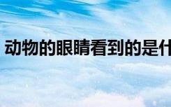 动物的眼睛看到的是什么颜色（动物的眼睛）
