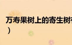 万寿果树上的寄生树有什么功功效（万寿果树）