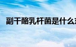 副干酪乳杆菌是什么东西（副干酪乳杆菌）
