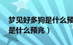 梦见好多狗是什么预兆 女性人（梦见好多狗是什么预兆）