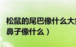 松鼠的尾巴像什么大象的鼻子像什么（大象的鼻子像什么）