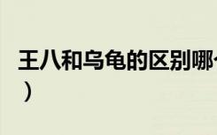 王八和乌龟的区别哪个大（王八和乌龟的区别）