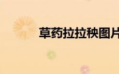 草药拉拉秧图片（拉拉秧图片）