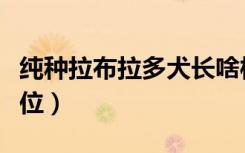 纯种拉布拉多犬长啥样（纯种的拉布拉多犬价位）