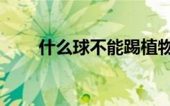 什么球不能踢植物（什么球不能踢）