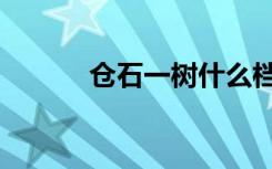 仓石一树什么档次（仓石一树）