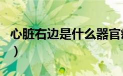 心脏右边是什么器官疼（心脏右边是什么器官）