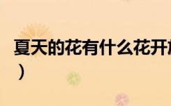 夏天的花有什么花开放（夏天的花有哪些花开）