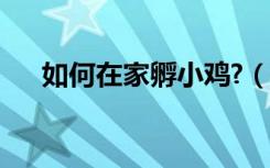如何在家孵小鸡?（在家孵小鸡的方法）