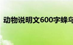 动物说明文600字蜂鸟（动物说明文600字）