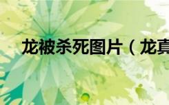 龙被杀死图片（龙真的存在吗事实证明）