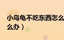 小乌龟不吃东西怎么办?（小乌龟不吃东西怎么办）